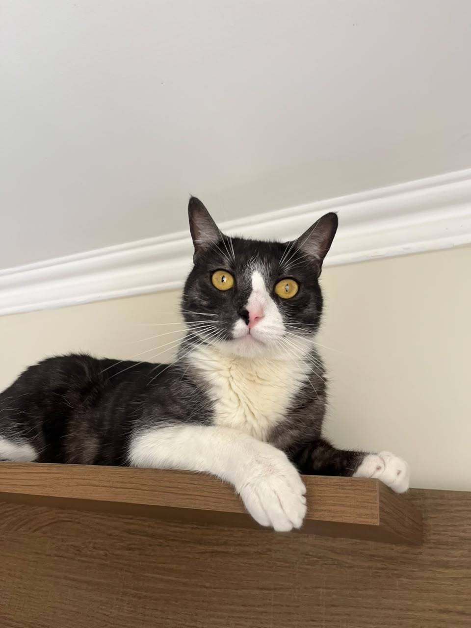 El gato de Andree